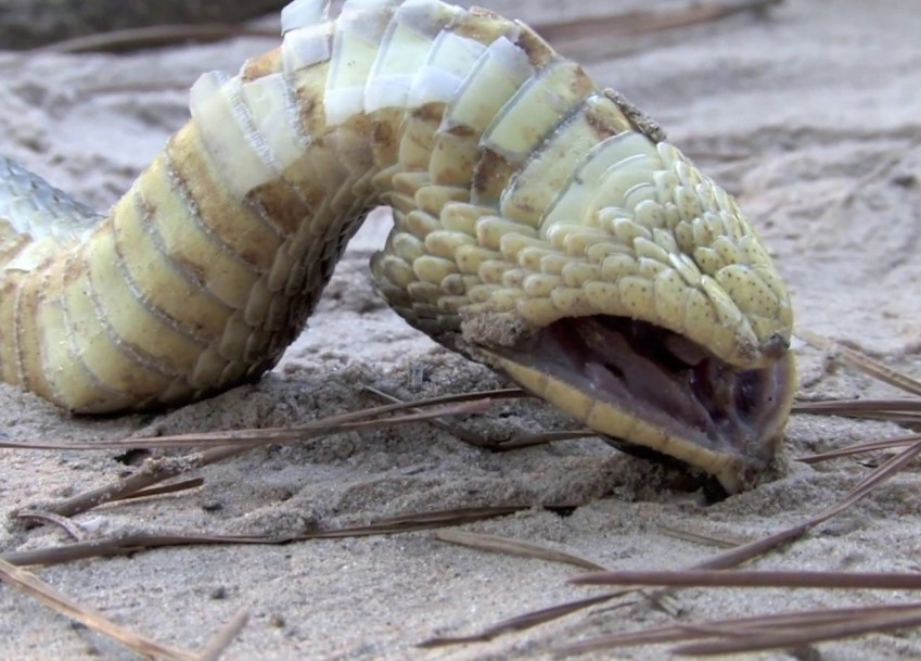 hognose snake behavior hognose snake behavior
