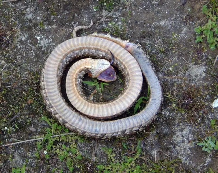 hognose snake playing dead hognose snake playing dead