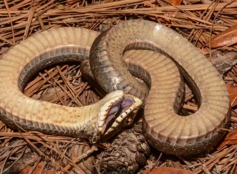 hognose snake playing dead hognose snake playing dead