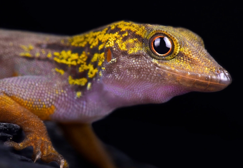 rare gecko conservation