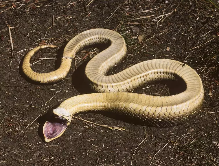 eastern hognose snake eastern hognose snake