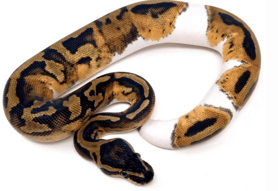 ball python genetics