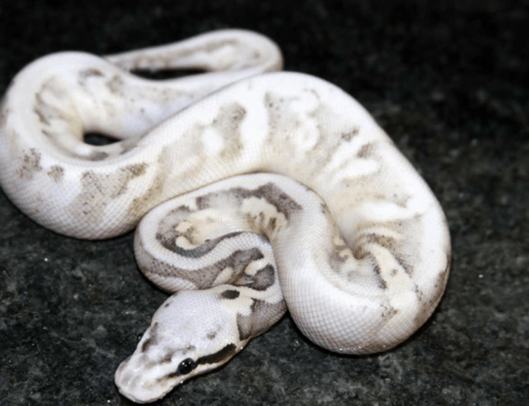 Ball python morphs