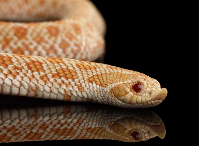 western hognose snake for sale