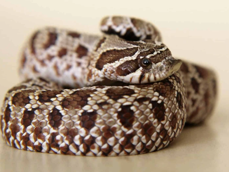 western hognose snake care
