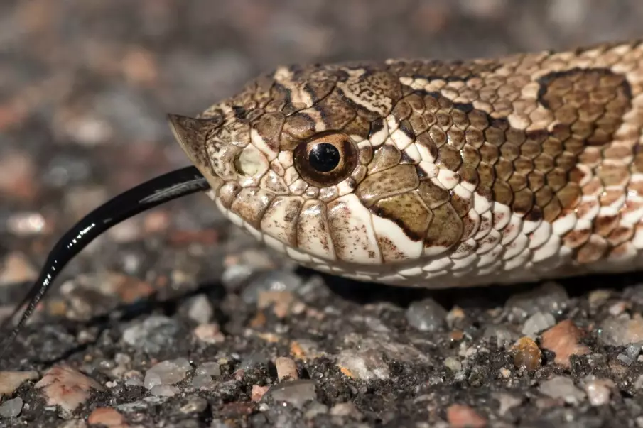 hognose snake temperament