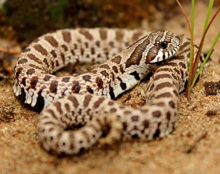 hognose snake temperament