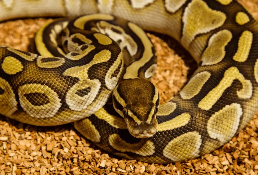ball python genetics