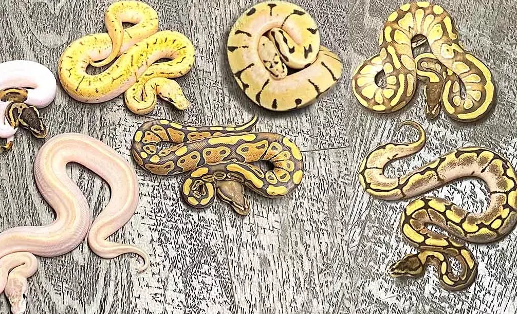 ball python morphs