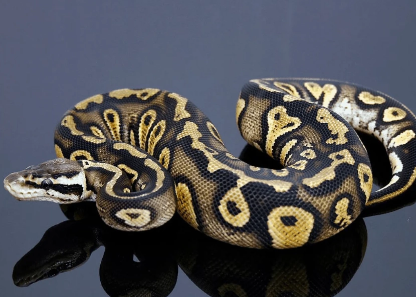 ball python care