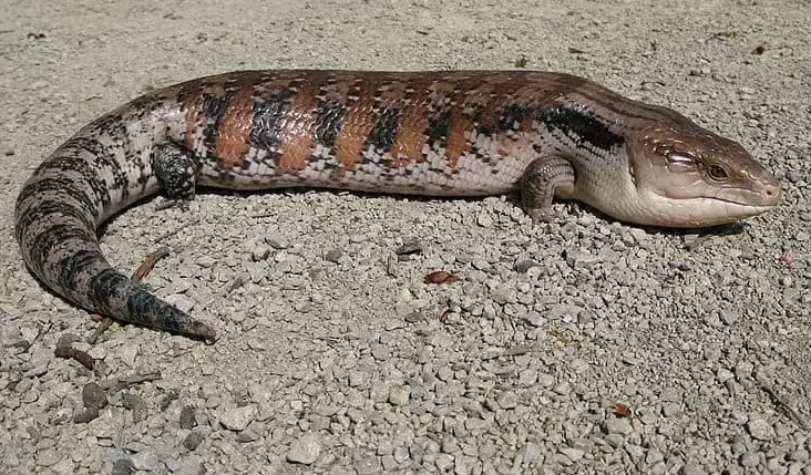 blue tongue skink size