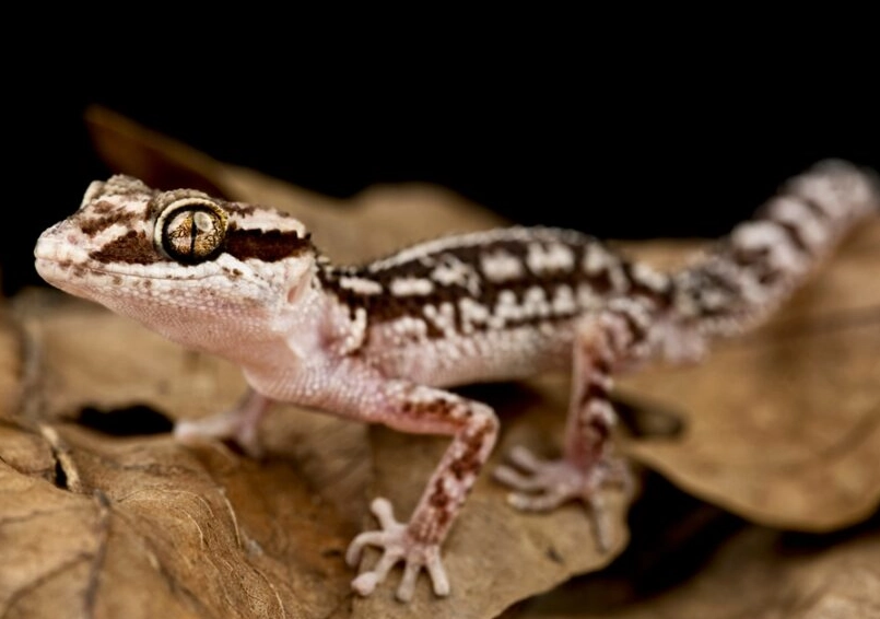 Paroedura picta care
