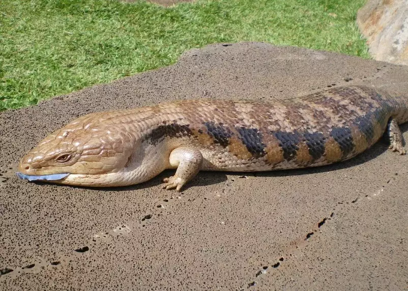 blue tongue skink size