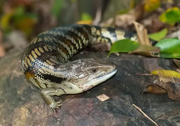 how big do blue tongue skinks get