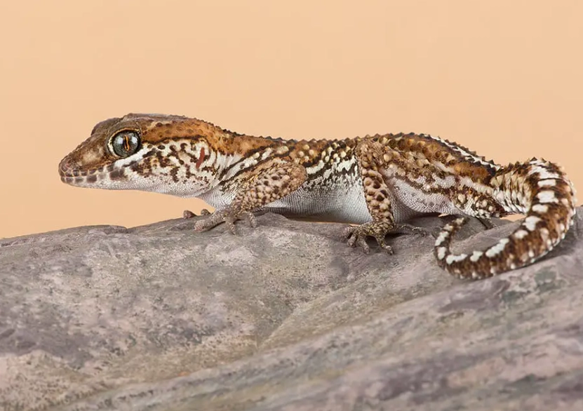 Madagascar ground gecko care