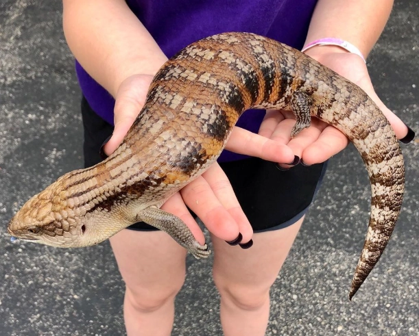 blue tongue skink full grown