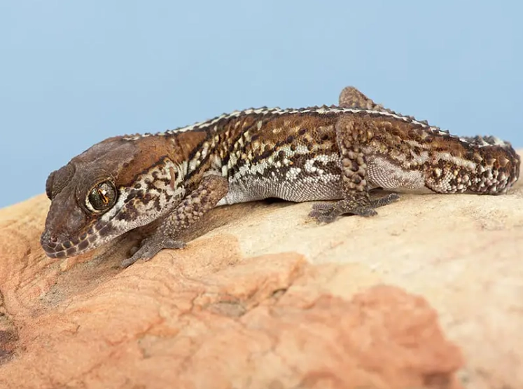Madagascar ground gecko care
