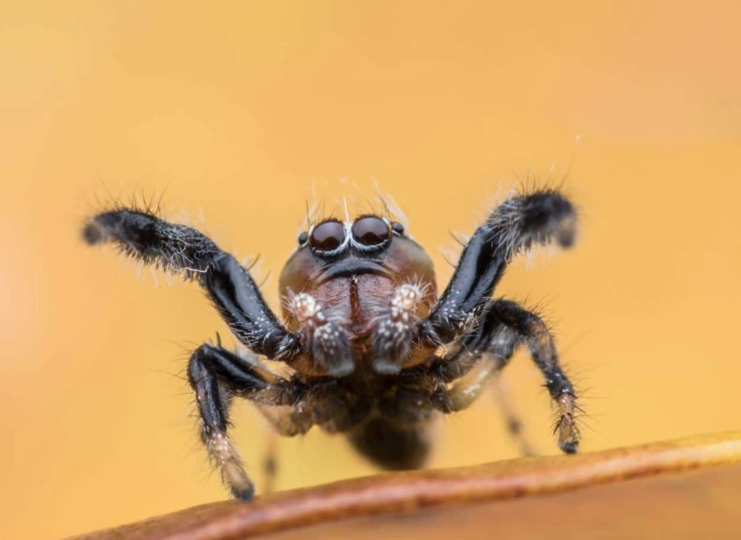 jumping spider pet jumping spider pet