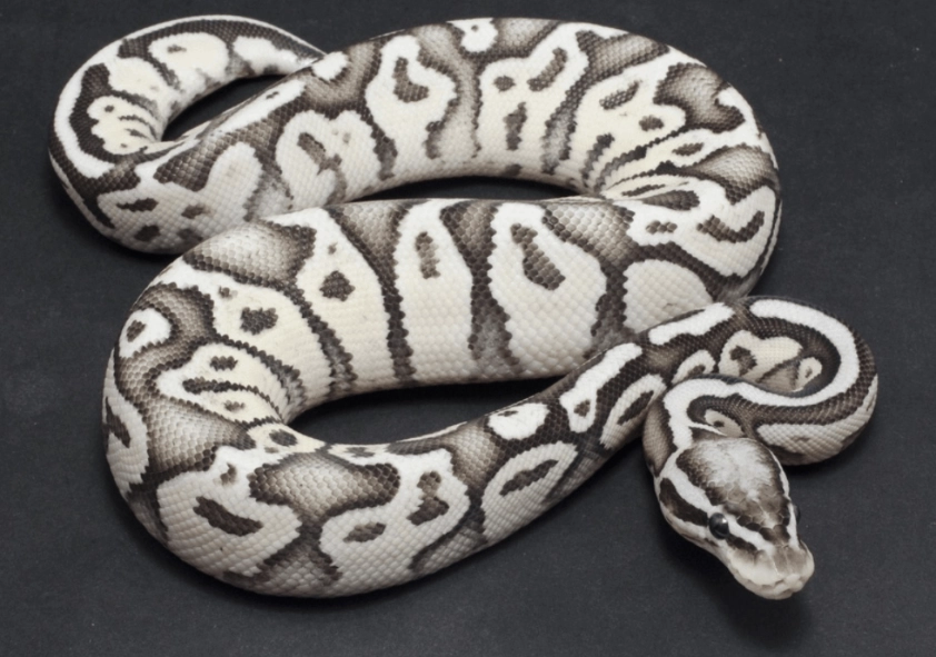 choosing a ball python morph