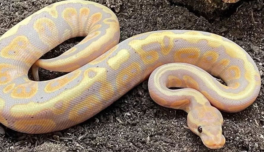 choosing a ball python morph