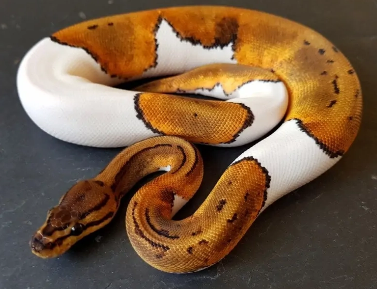 ball python genetics