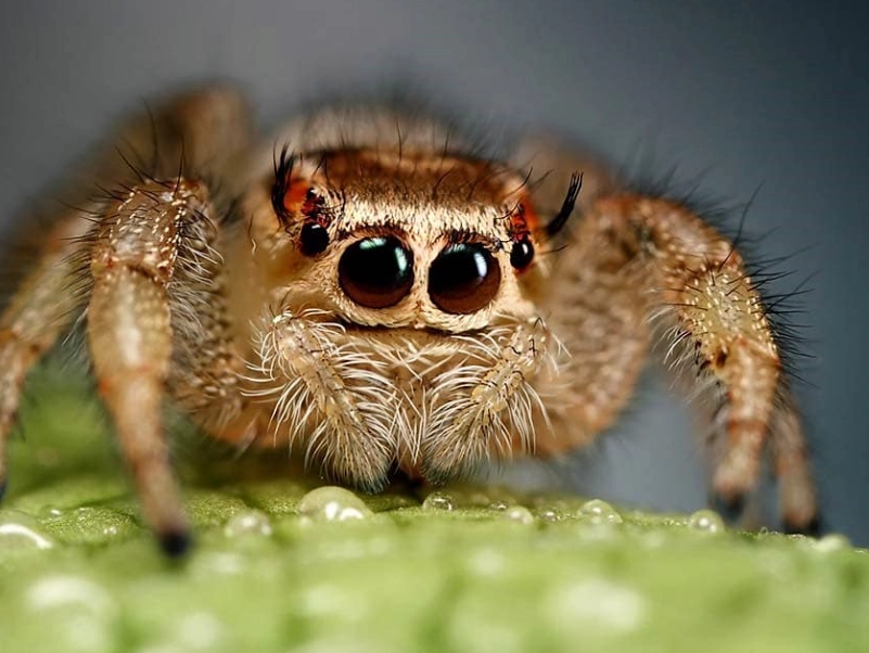 jumping spider behavior jumping spider behavior