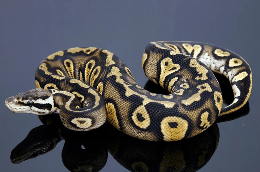 Ball python colors