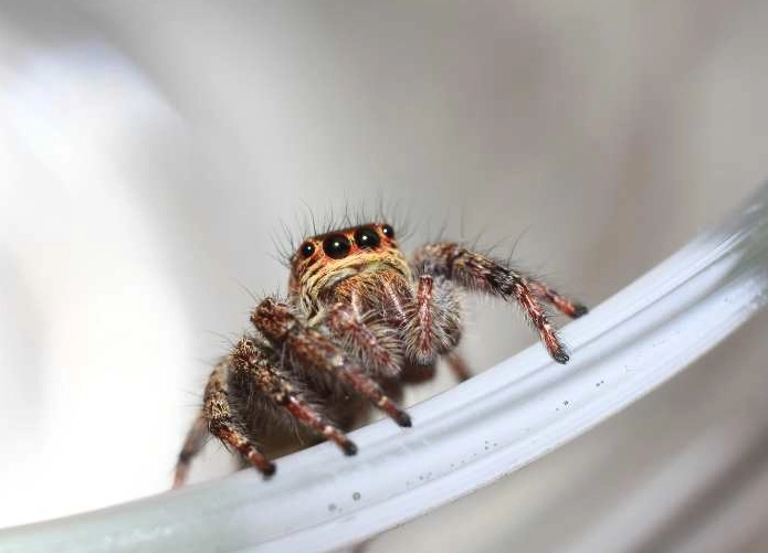 are jumping spiders friendly are jumping spiders friendly