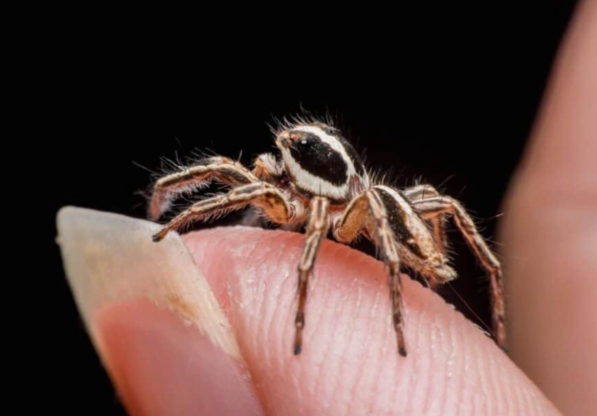 are jumping spiders friendly are jumping spiders friendly