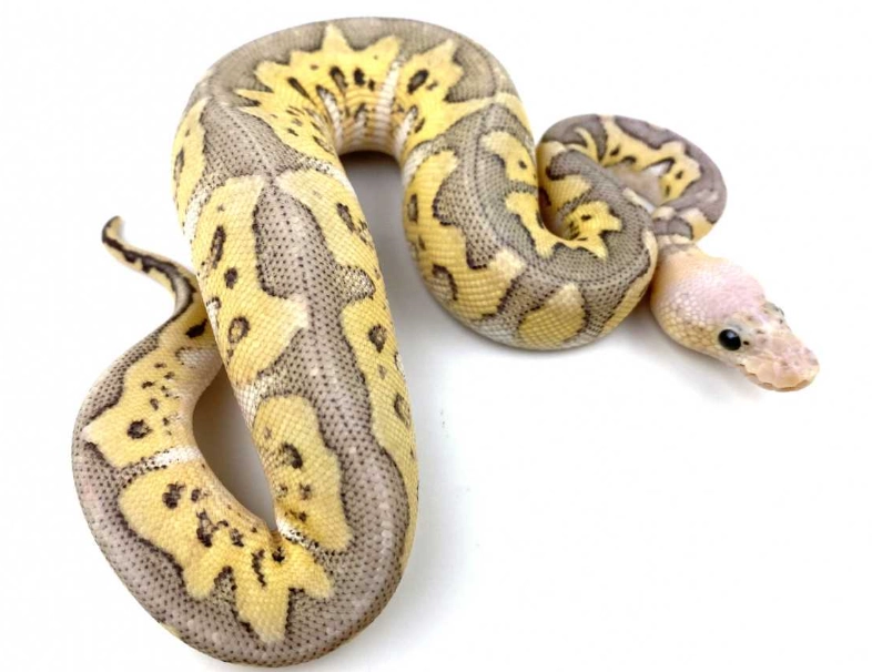 ball python genetics